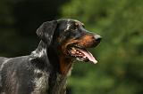 BEAUCERON 795